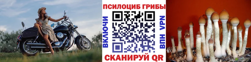 цена наркотик  Кедровый  Псилоцибиновые грибы ЛСД 